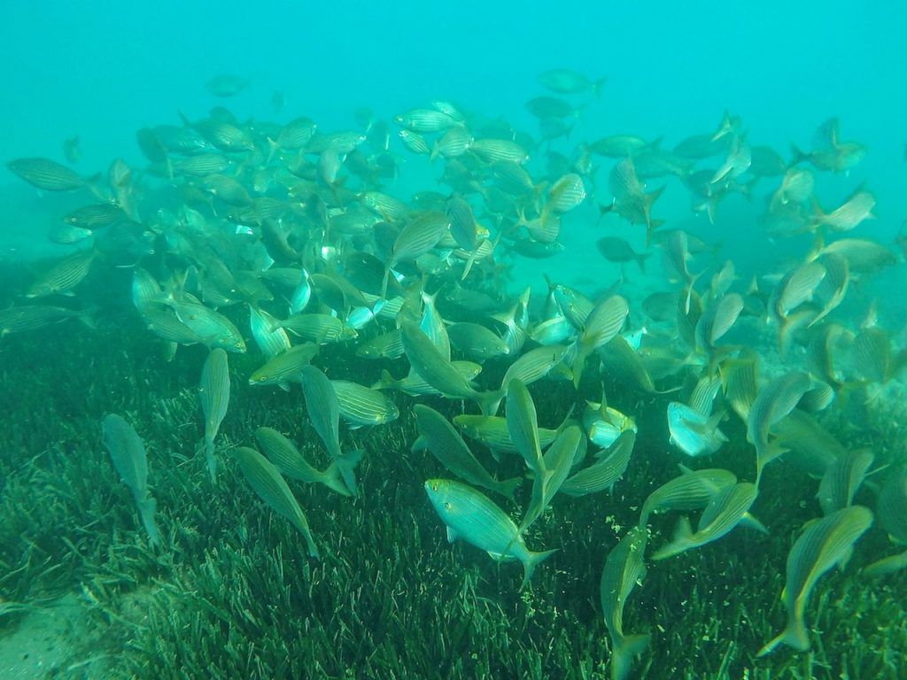 Snorkel en Maro